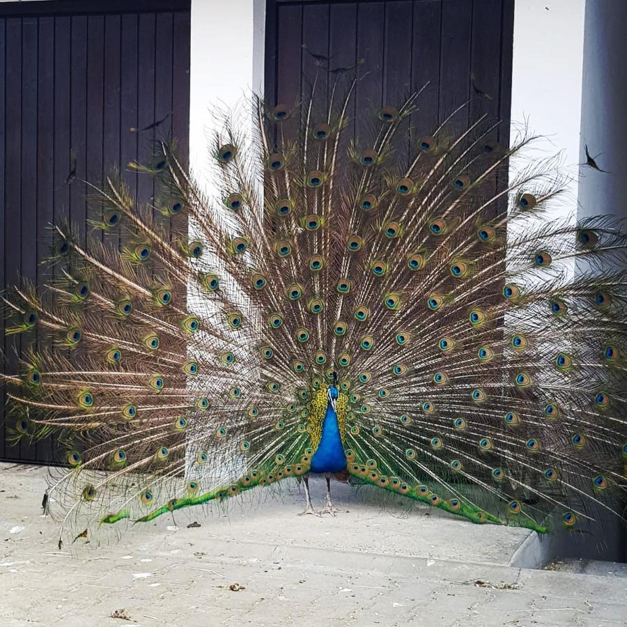 Peacock Lodge Wain Dış mekan fotoğraf